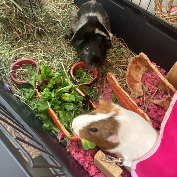 Meet your Posher, Nejla - Picture 1 of 1